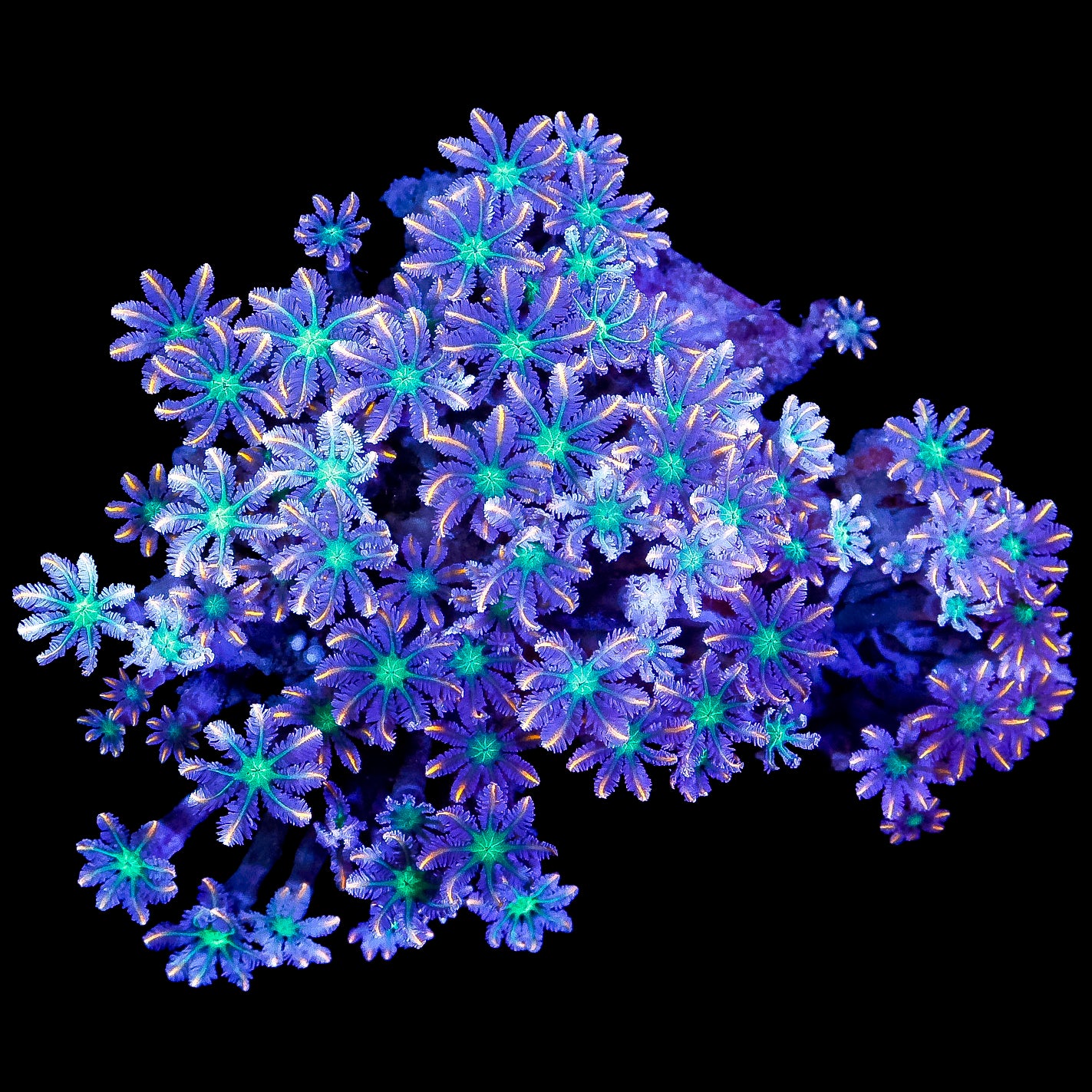 Orange Tip Colve Polyp Colony