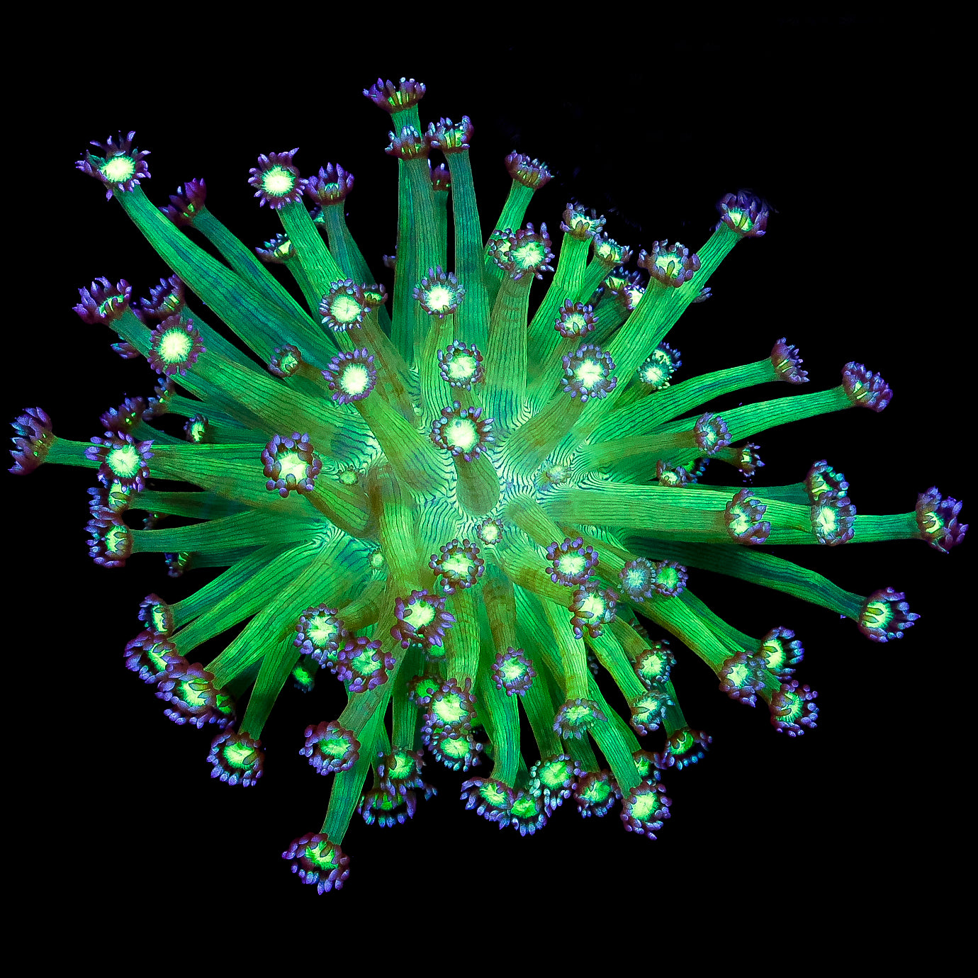 Joker Goniopora Coral Colony