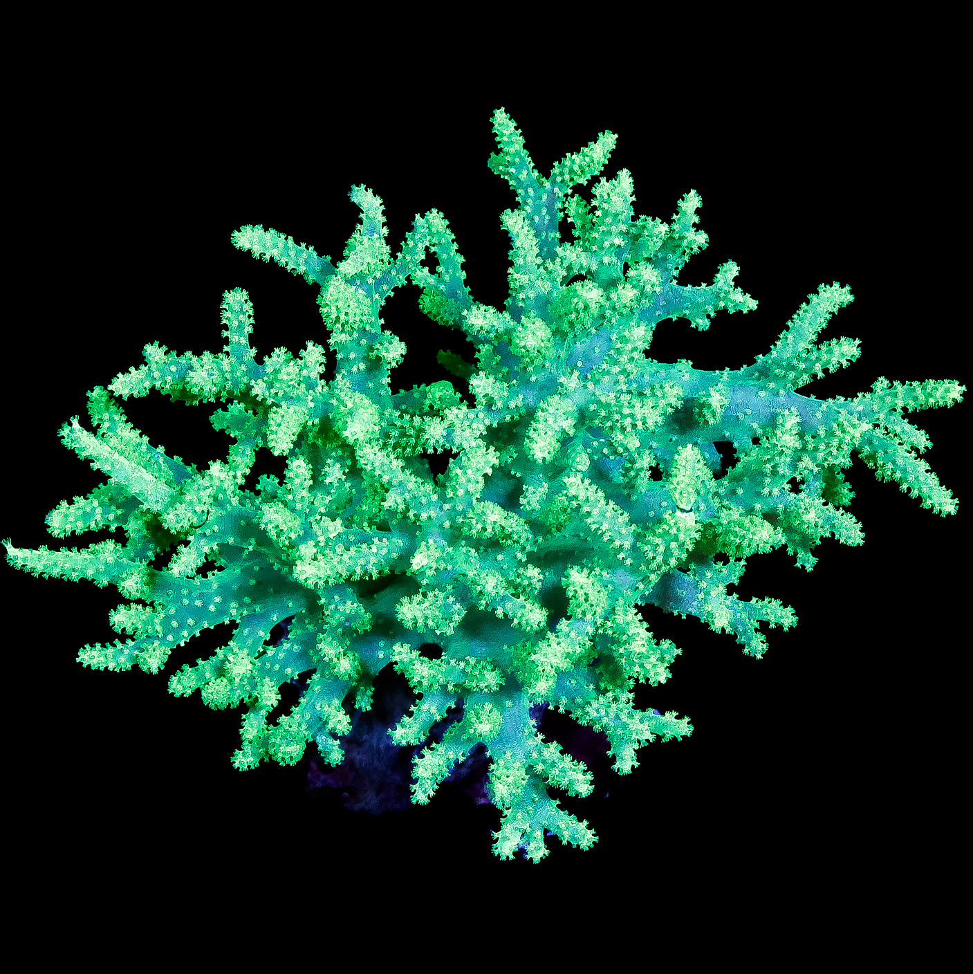 Neon Aussie Sinularia Leather Coral