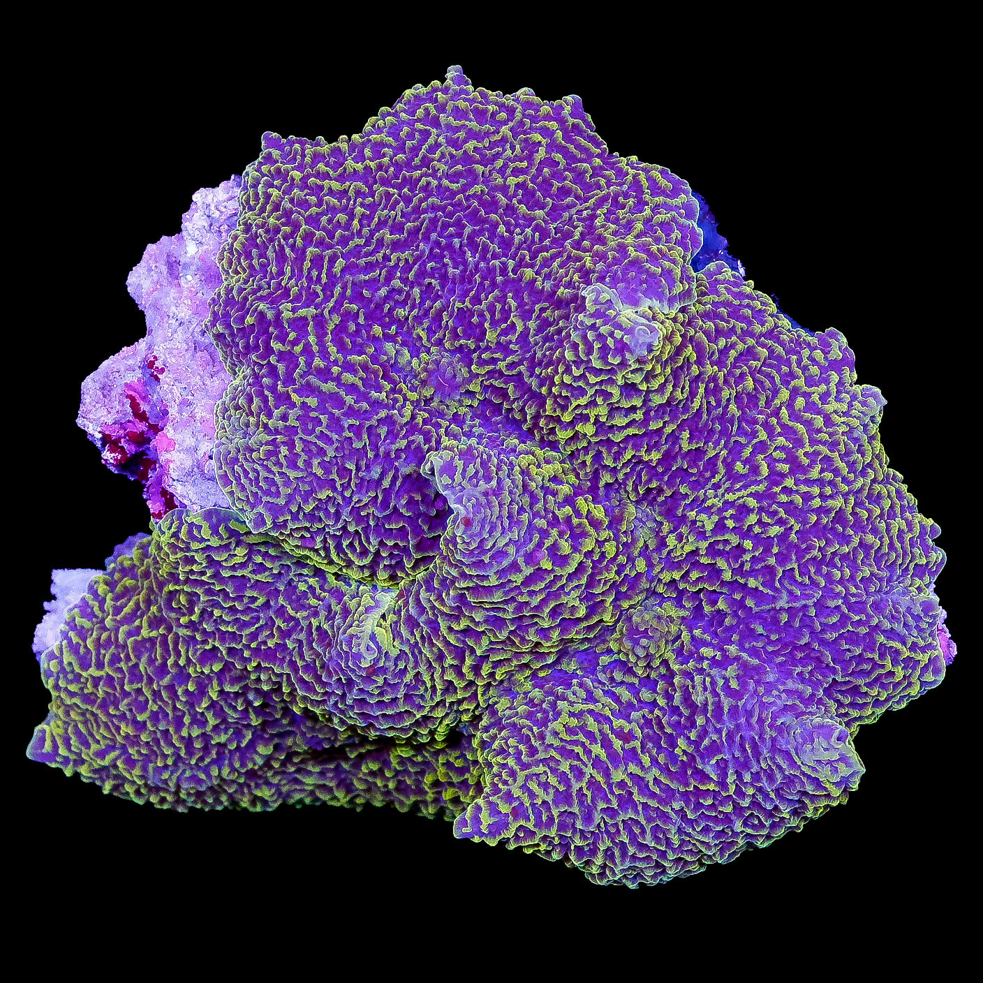 Purple Rain Elephant Ear Mushroom