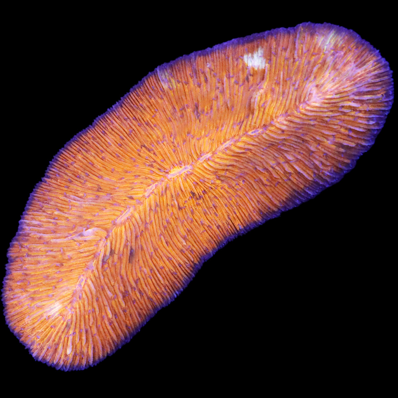 Ultra Orange Tongue Coral