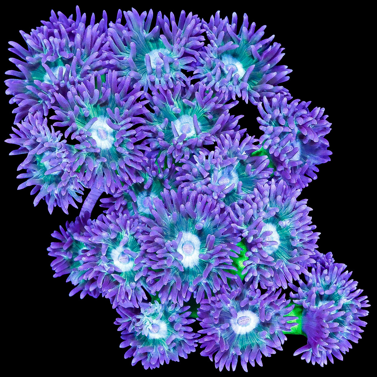 Neon Green Duncan Coral Colony