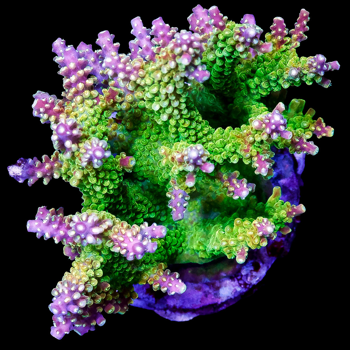 Tequila Sunrise Acropora Coral Colony