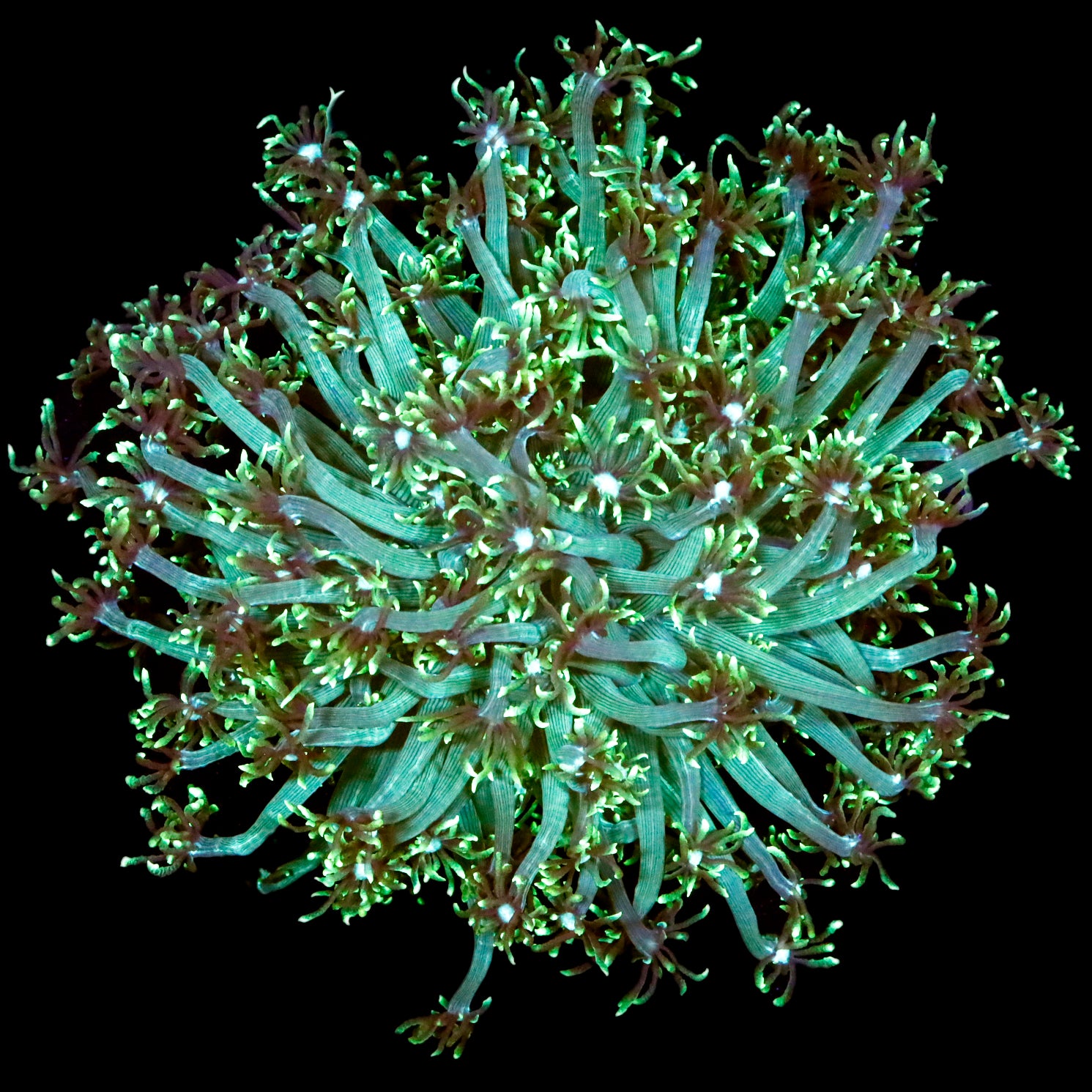 Metallic Green Aussie Goniopora Coral