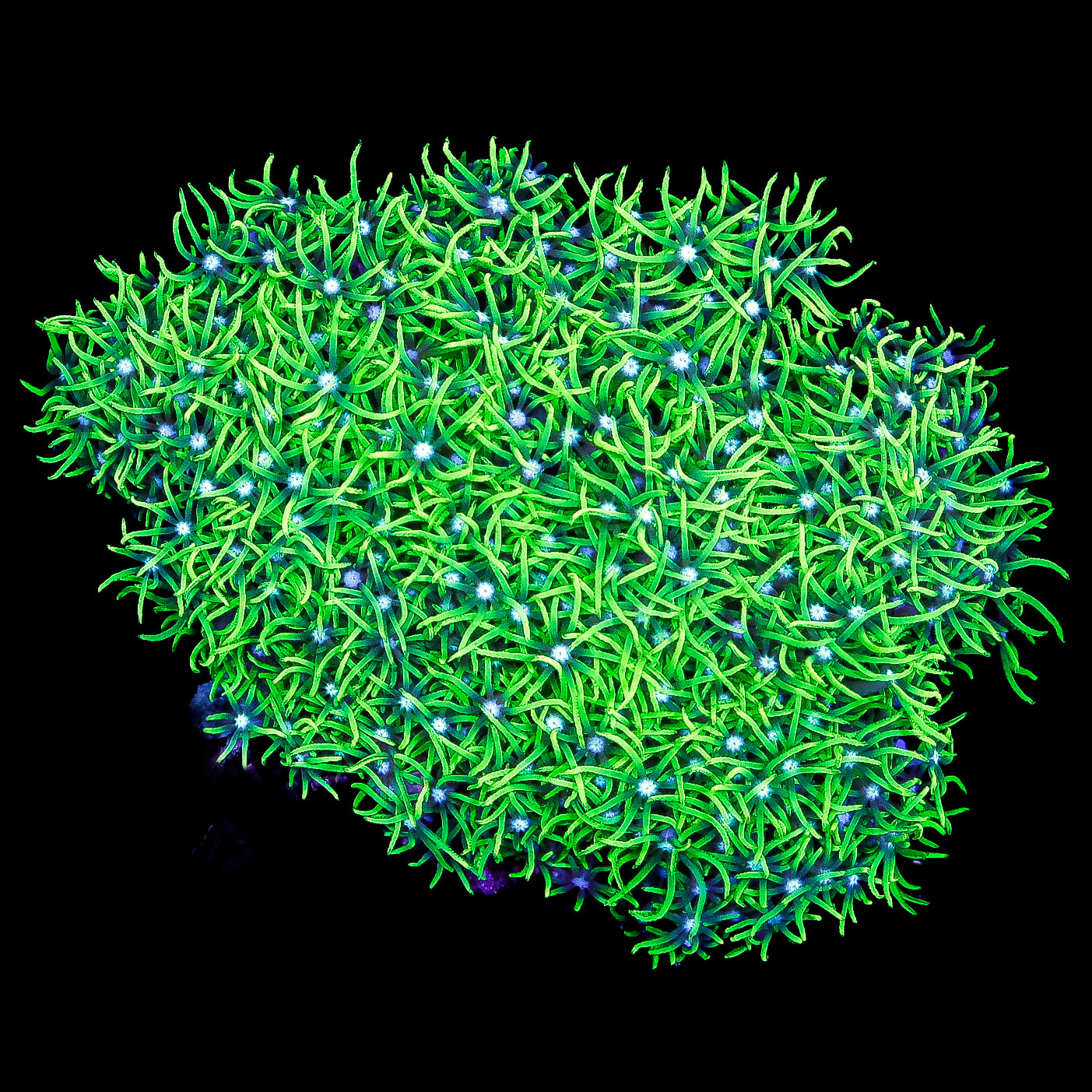 Toxic Green Star Polyp Colony