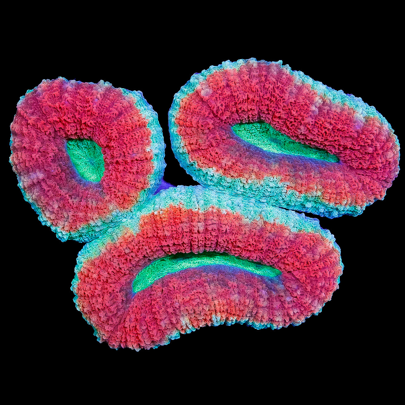 Ultra Aussie Lobophyllia Coral