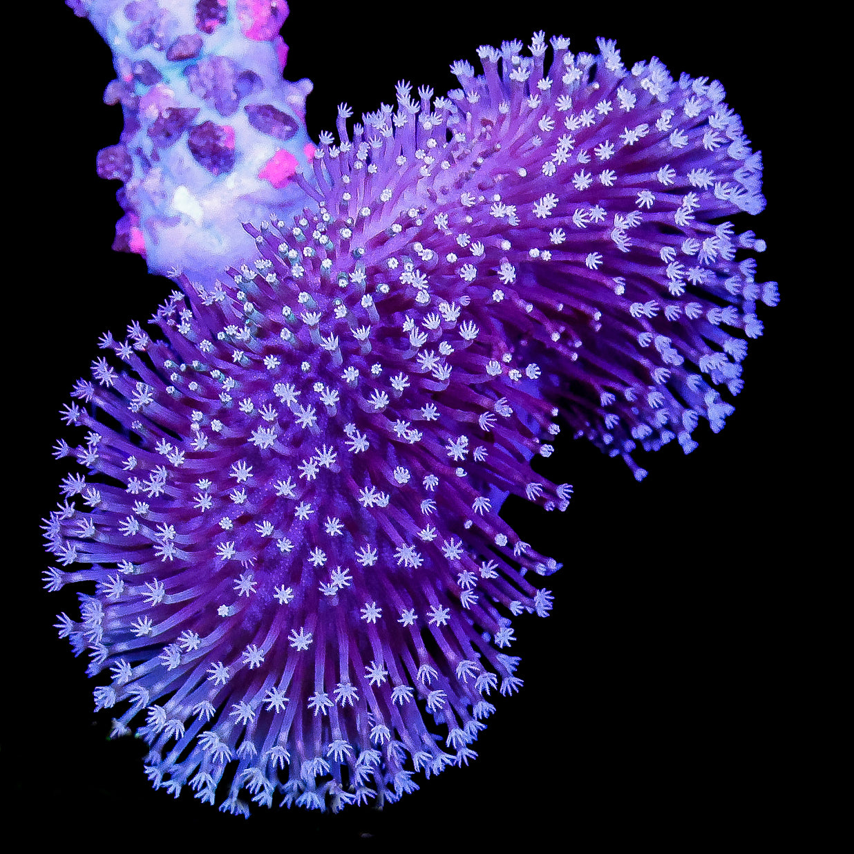 Aussie Toadstool Leather Coral