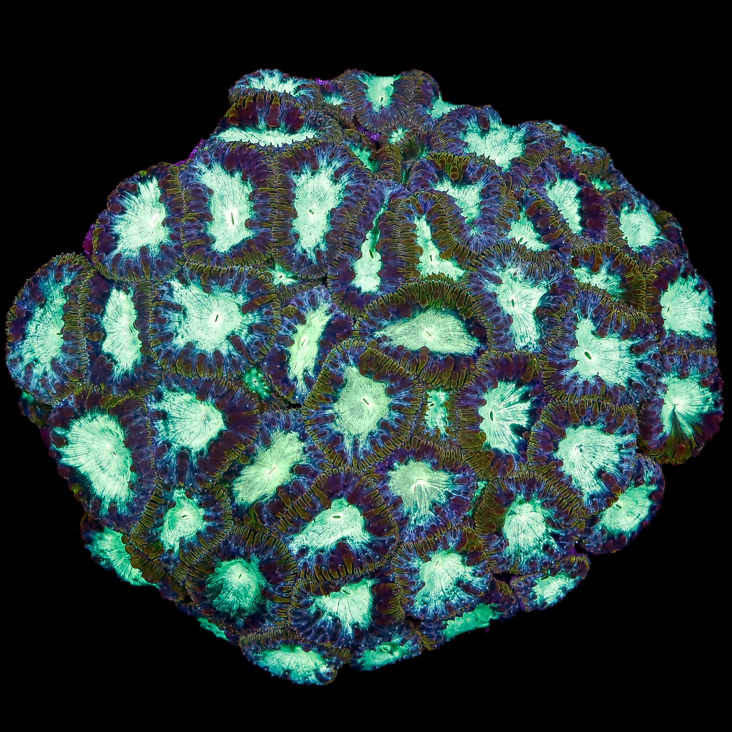 Ultra Aussie Blastomussa Coral Colony
