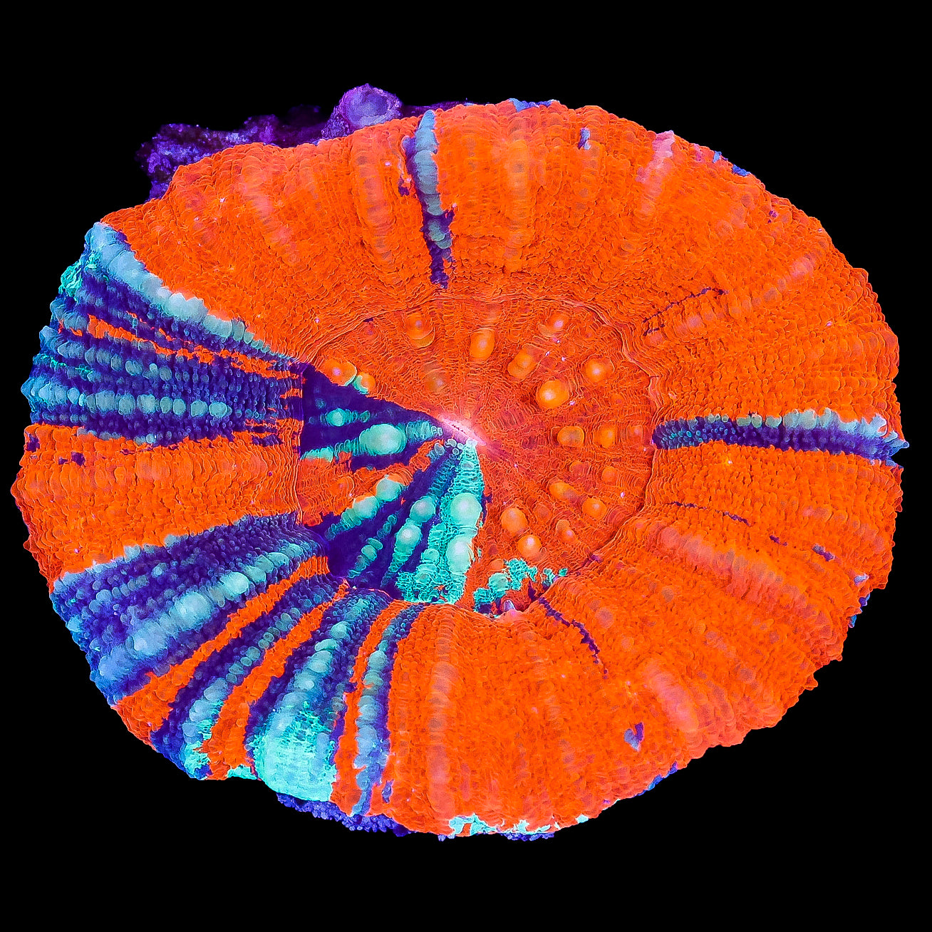 Warpaint Scolymia Coral