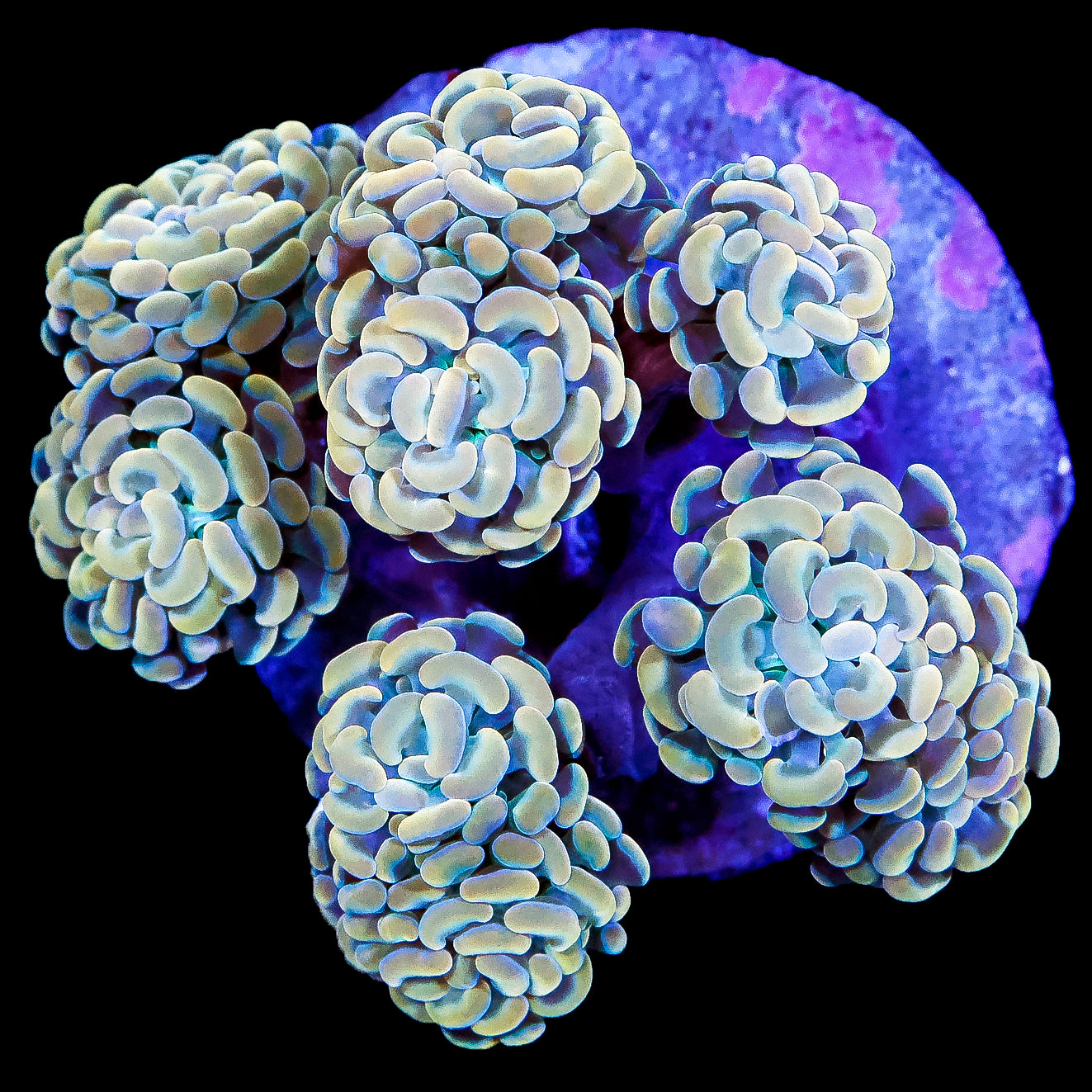 Golden Branching Hammer Coral Colony