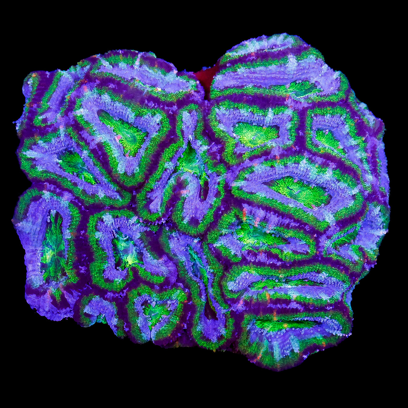 Hulk Acan Coral Colony
