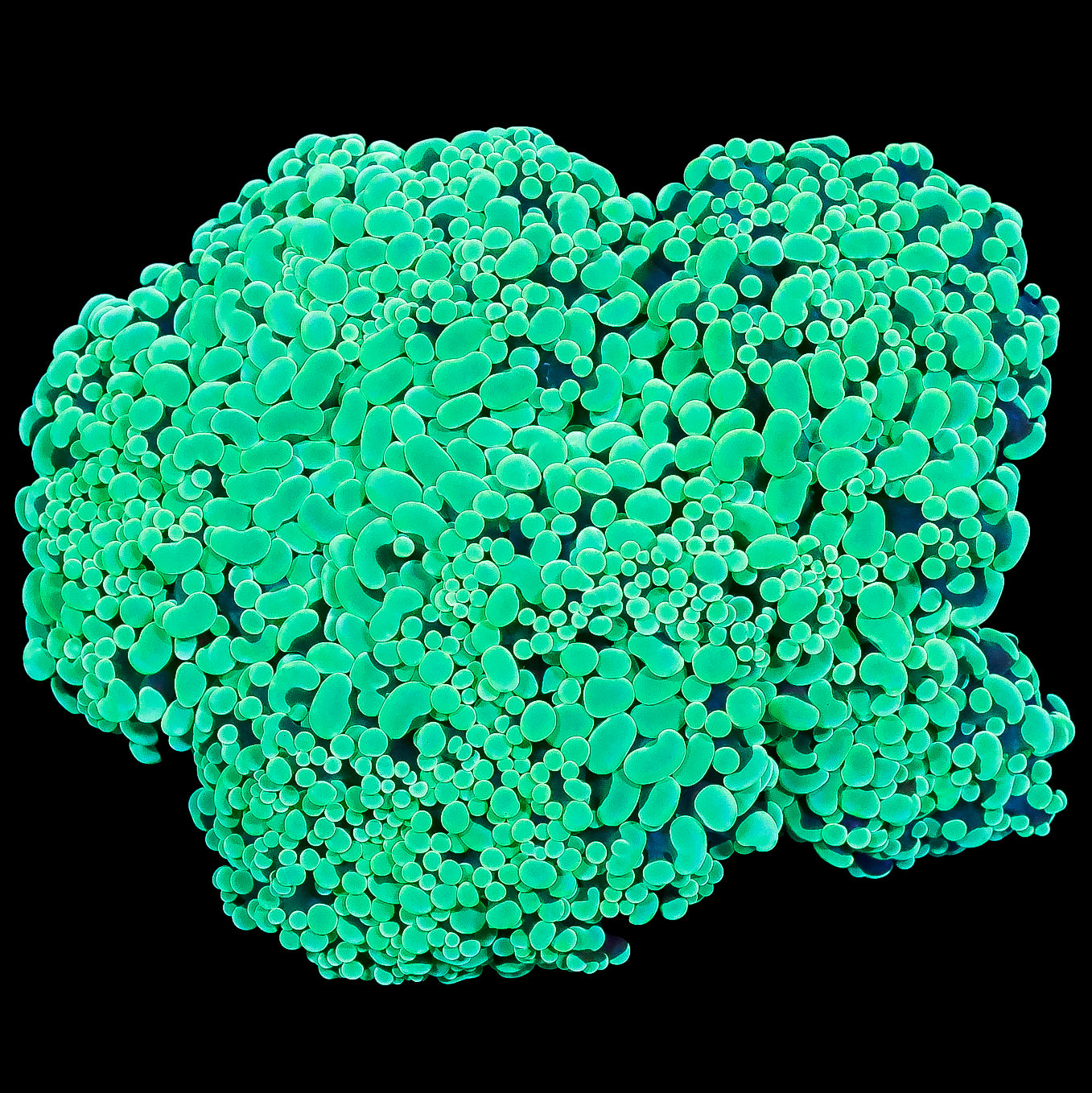 Toxic Aussie Wall Frogspawn Coral