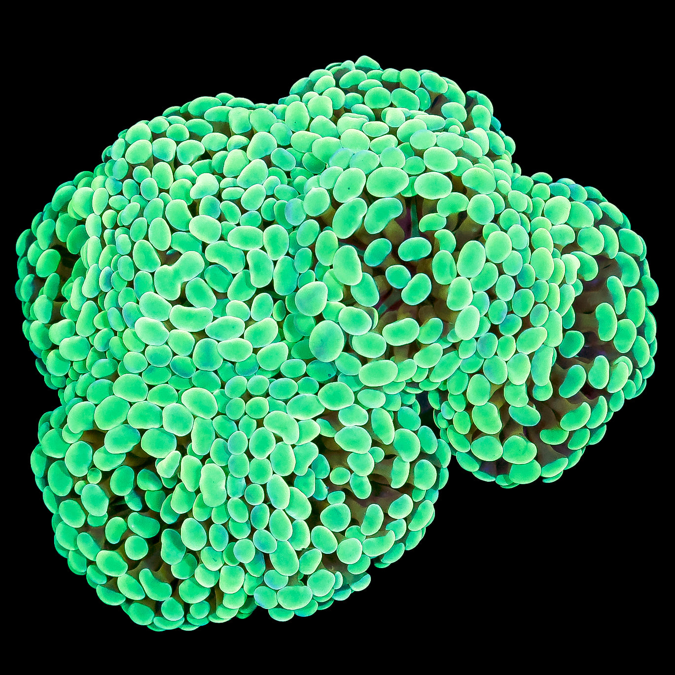 Green & Gold Branching Hammer Coral Colony
