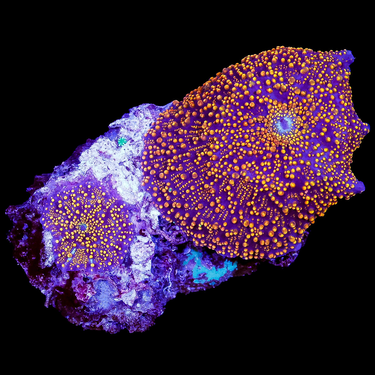 Aussie Interstellar Mushrooms