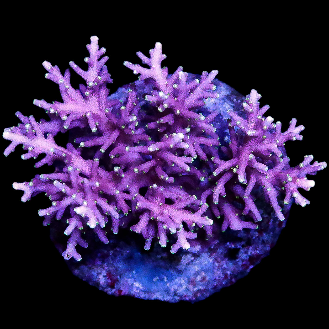 Space Dragon Acropora Coral Colony