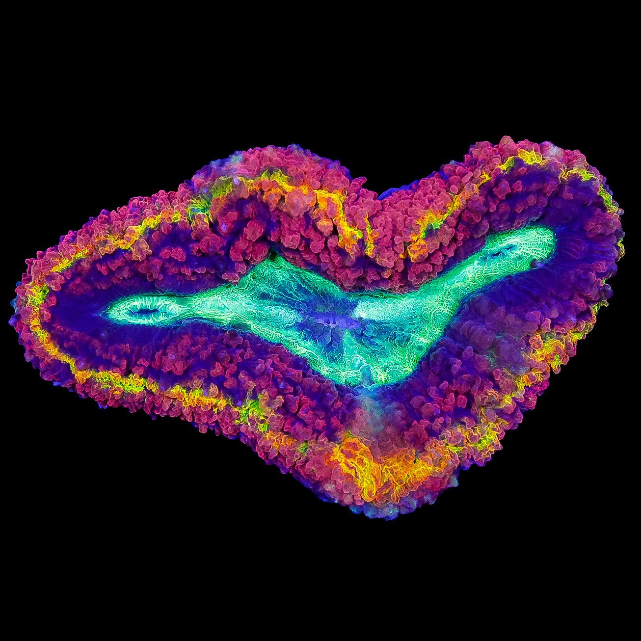 Aussie Volcano Lobophyllia Coral