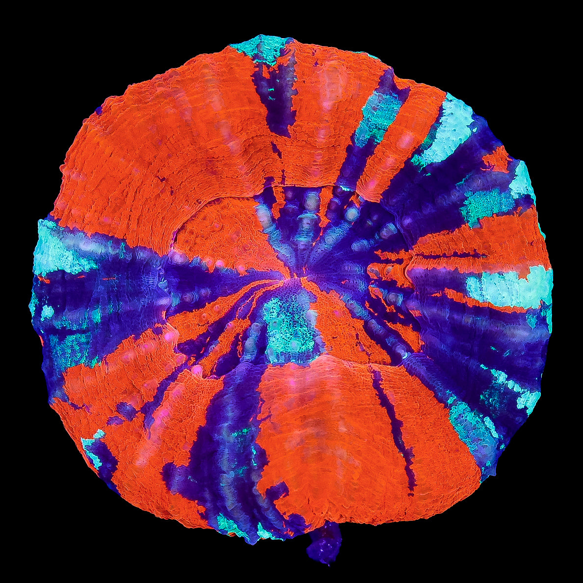 Warpaint Scolymia Coral
