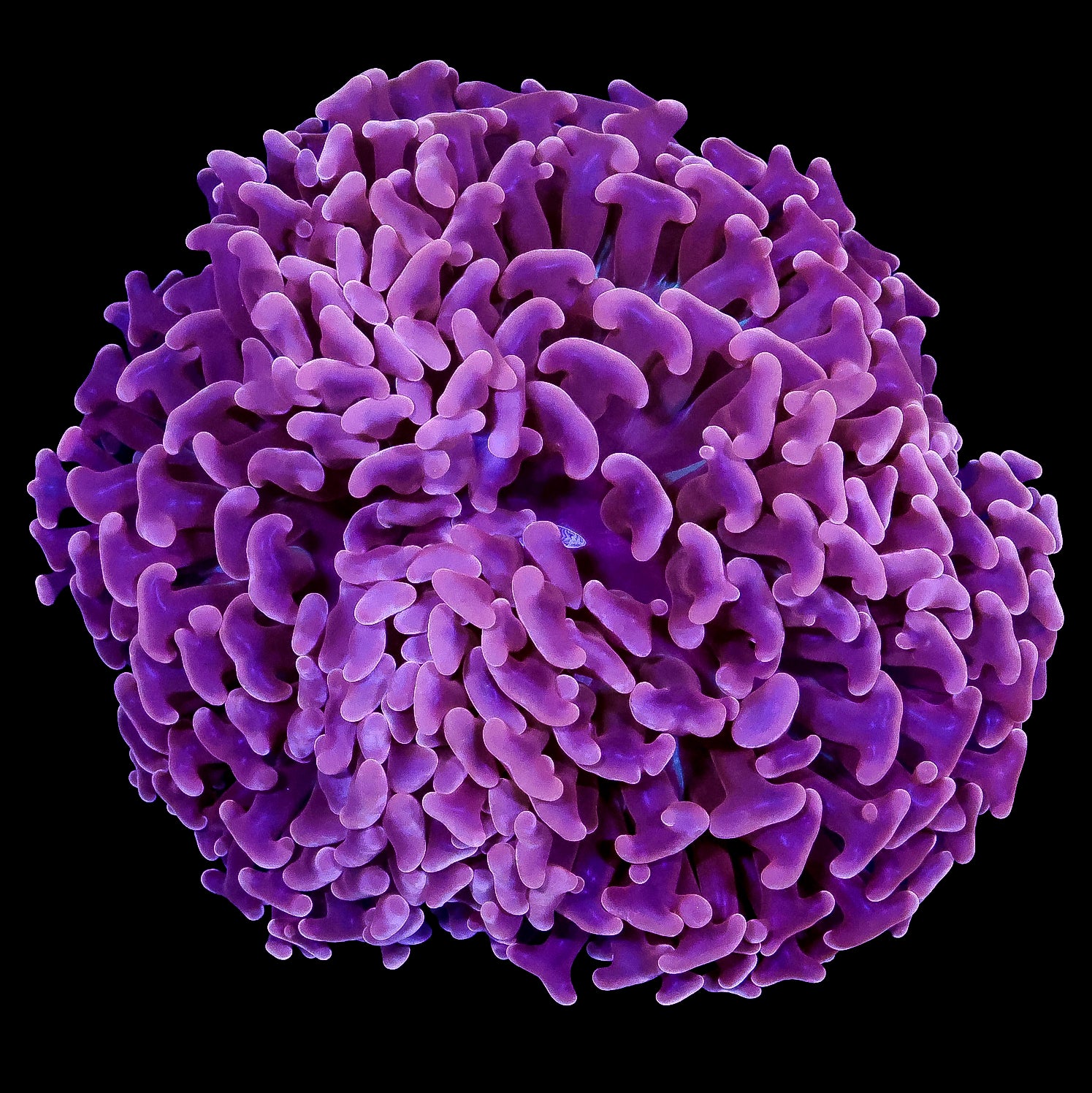 Ultra Aussie Hammer Coral