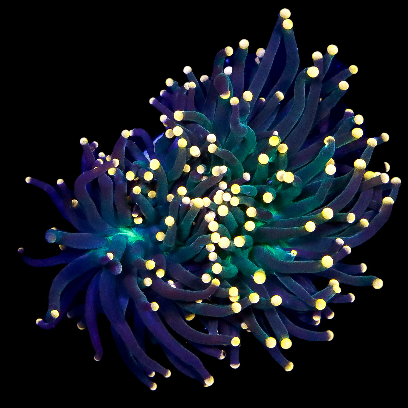 Yellow Tip Torch Coral Colony Vivid Aquariums