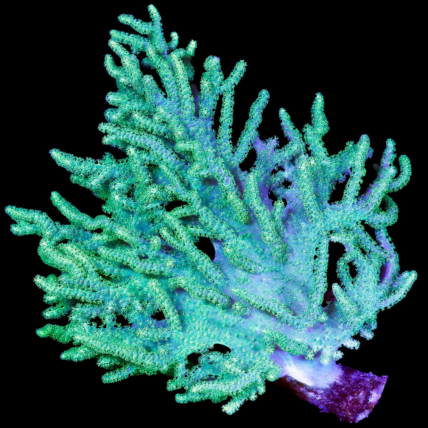 Green Aussie Sinularia Coral Colony