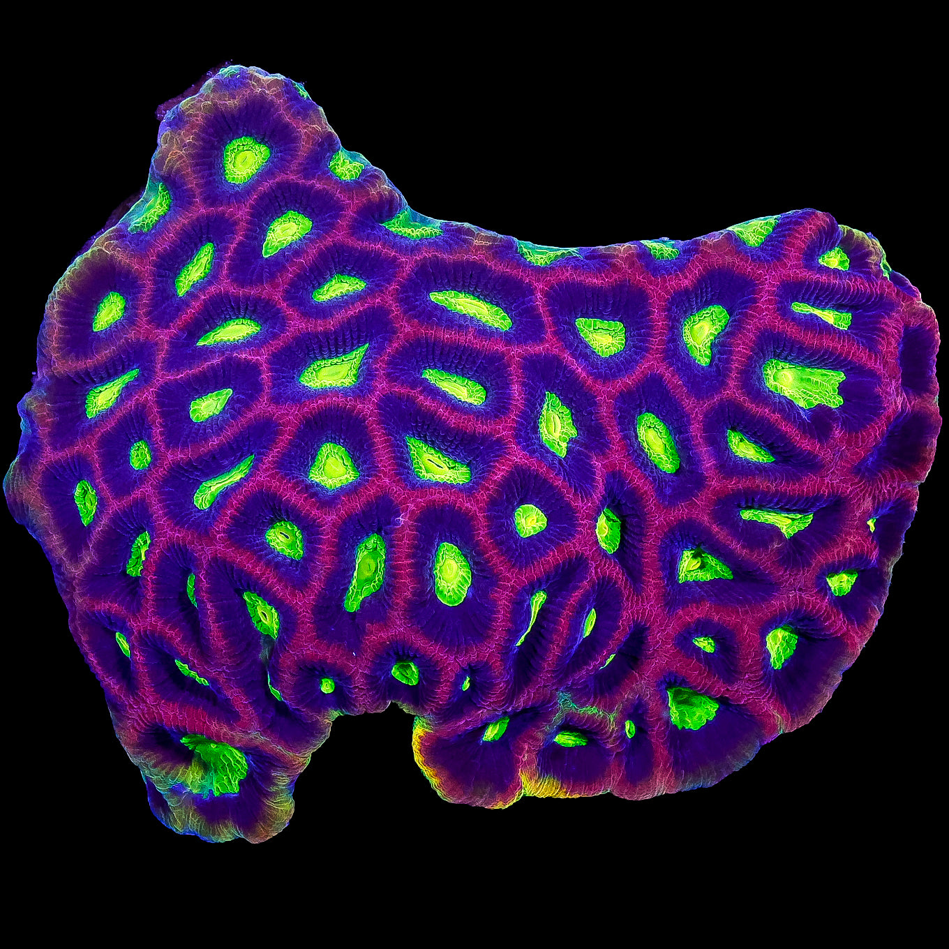 Dragon Soul Prism Goniastrea Coral Colony