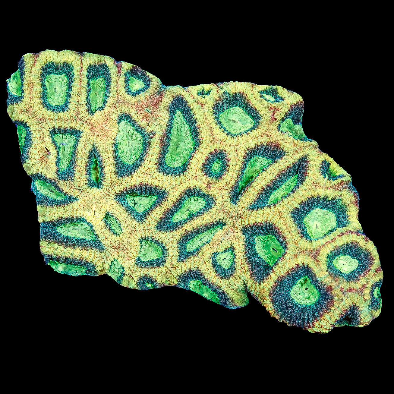 Alien Moon Prism Goniastrea Coral Colony