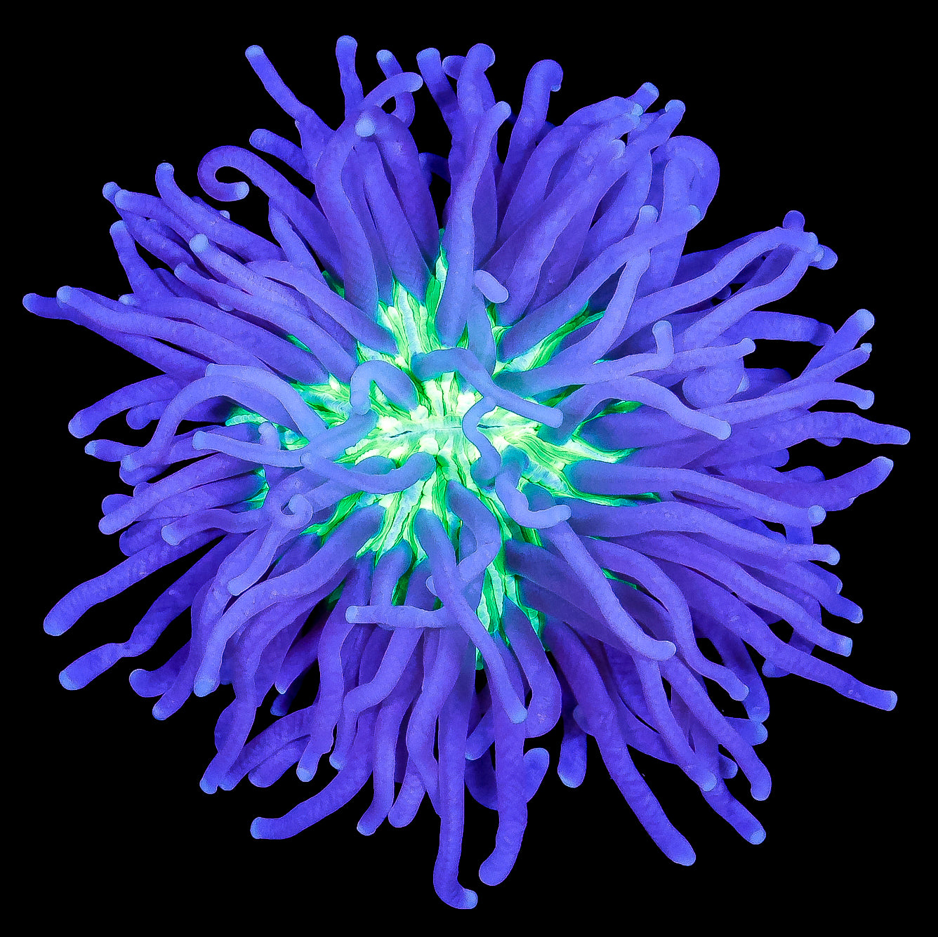 UFO Aussie Heliofungia Plate Coral