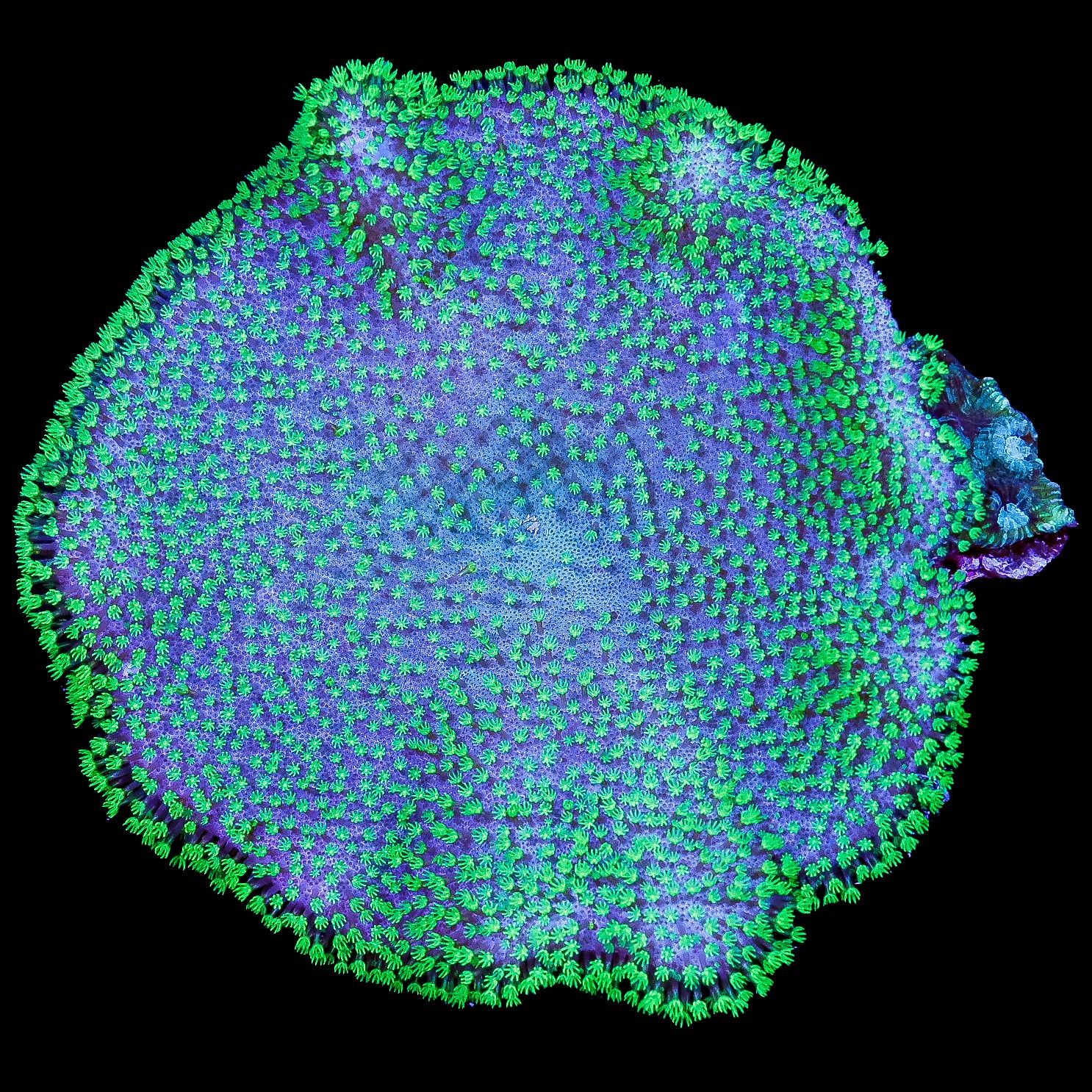 Aussie Crown Leather Coral