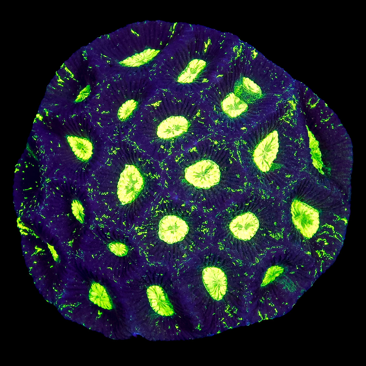 Toxic Aussie Goniastrea Coral Colony