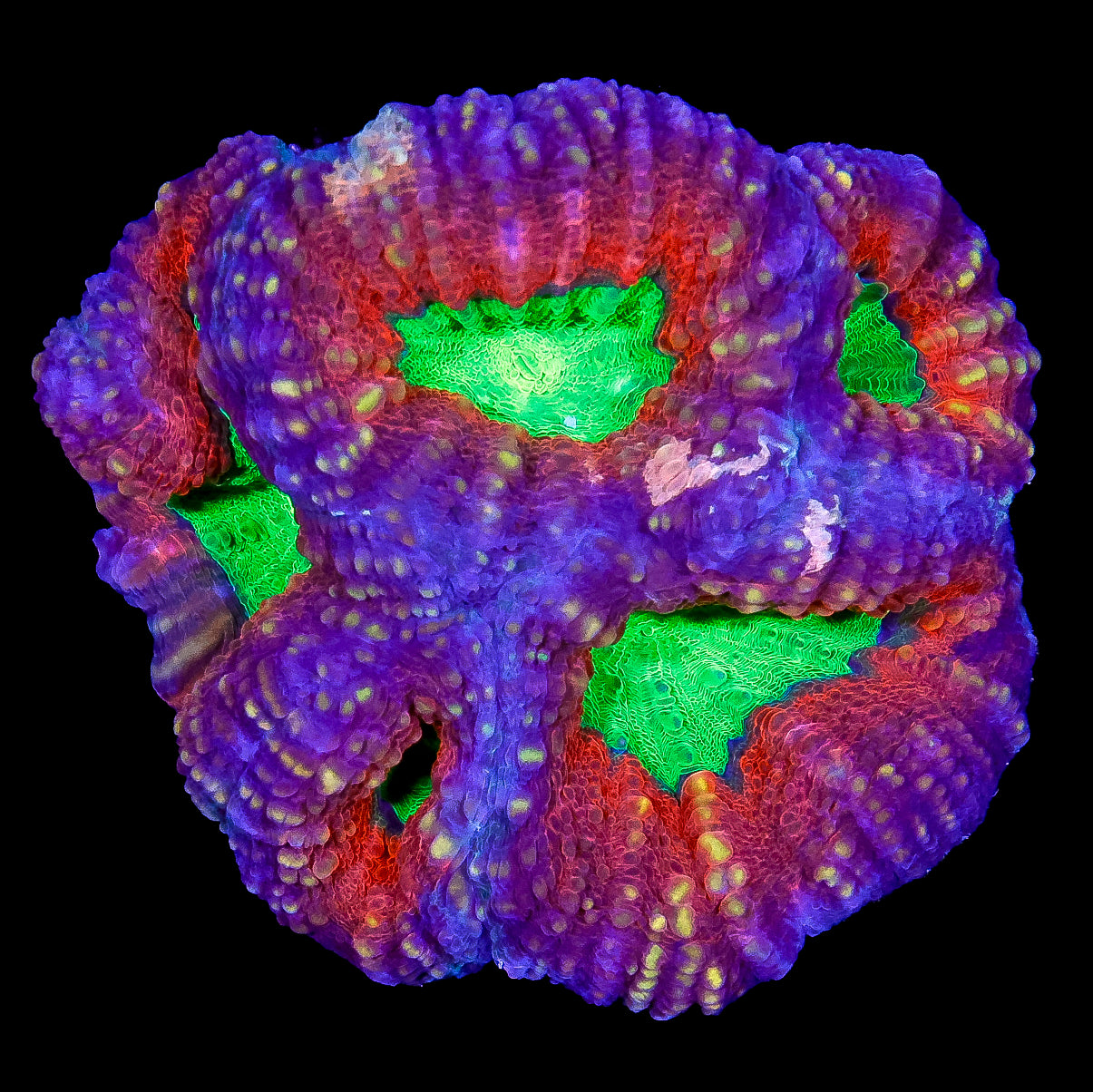 Masterclass Aussie Lobophyllia Coral Colony