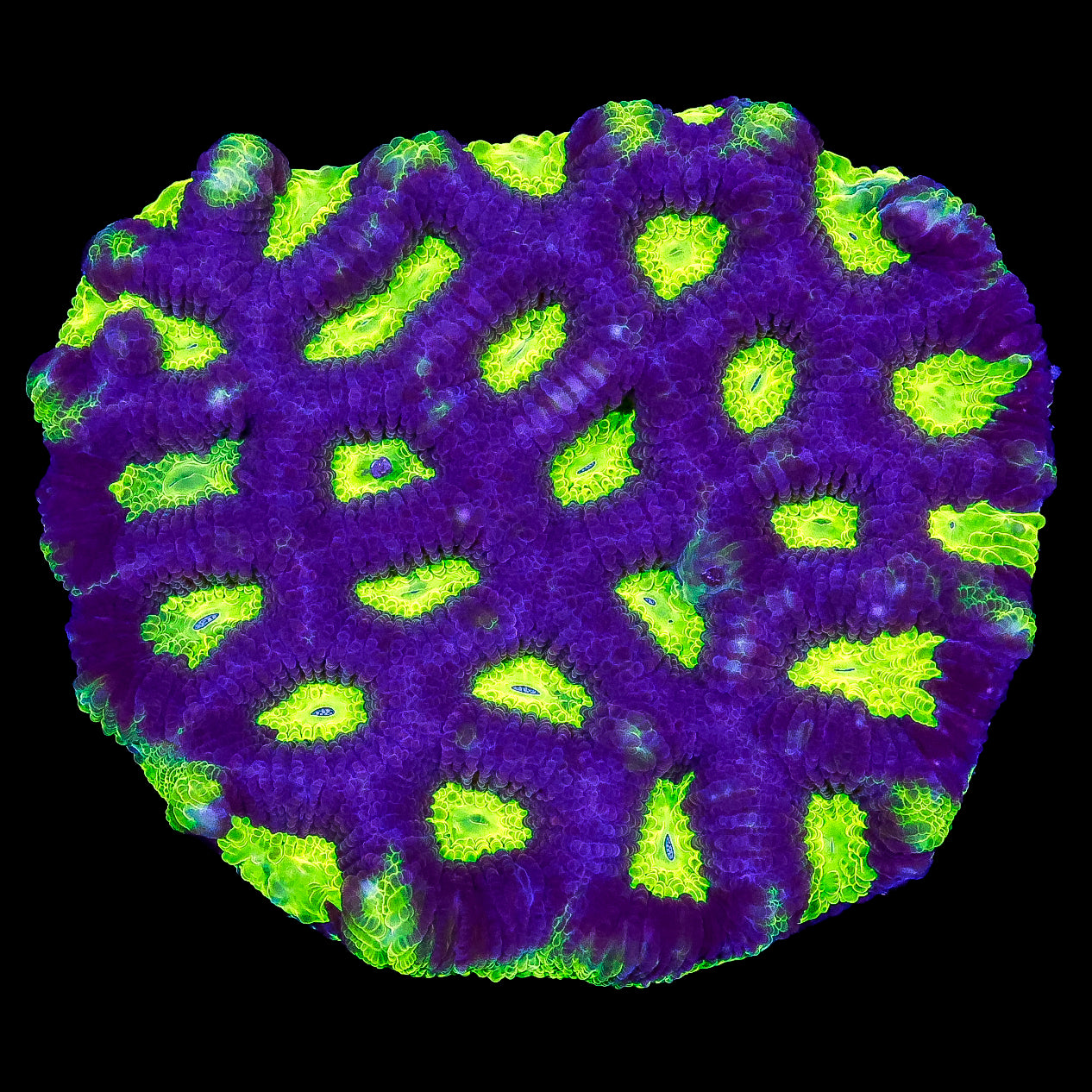 Joker Goniastrea Coral Colony