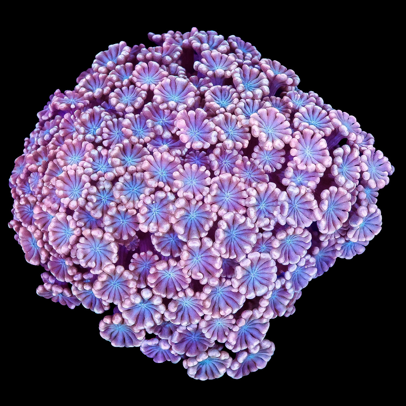 Ultra Aussie Avleopora Coral Colony