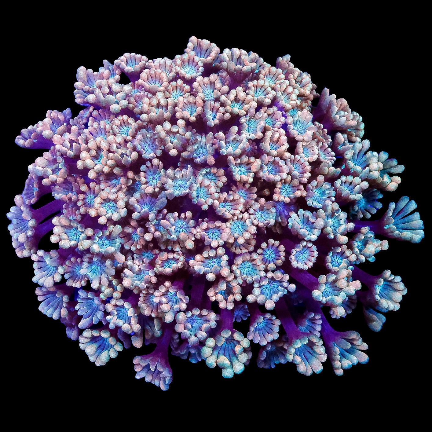 Ultra Aussie Avleopora Coral Colony