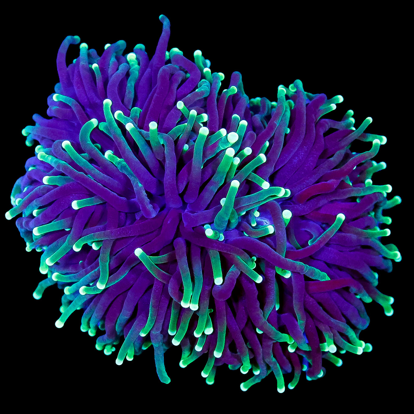 Neon Tip Torch Coral