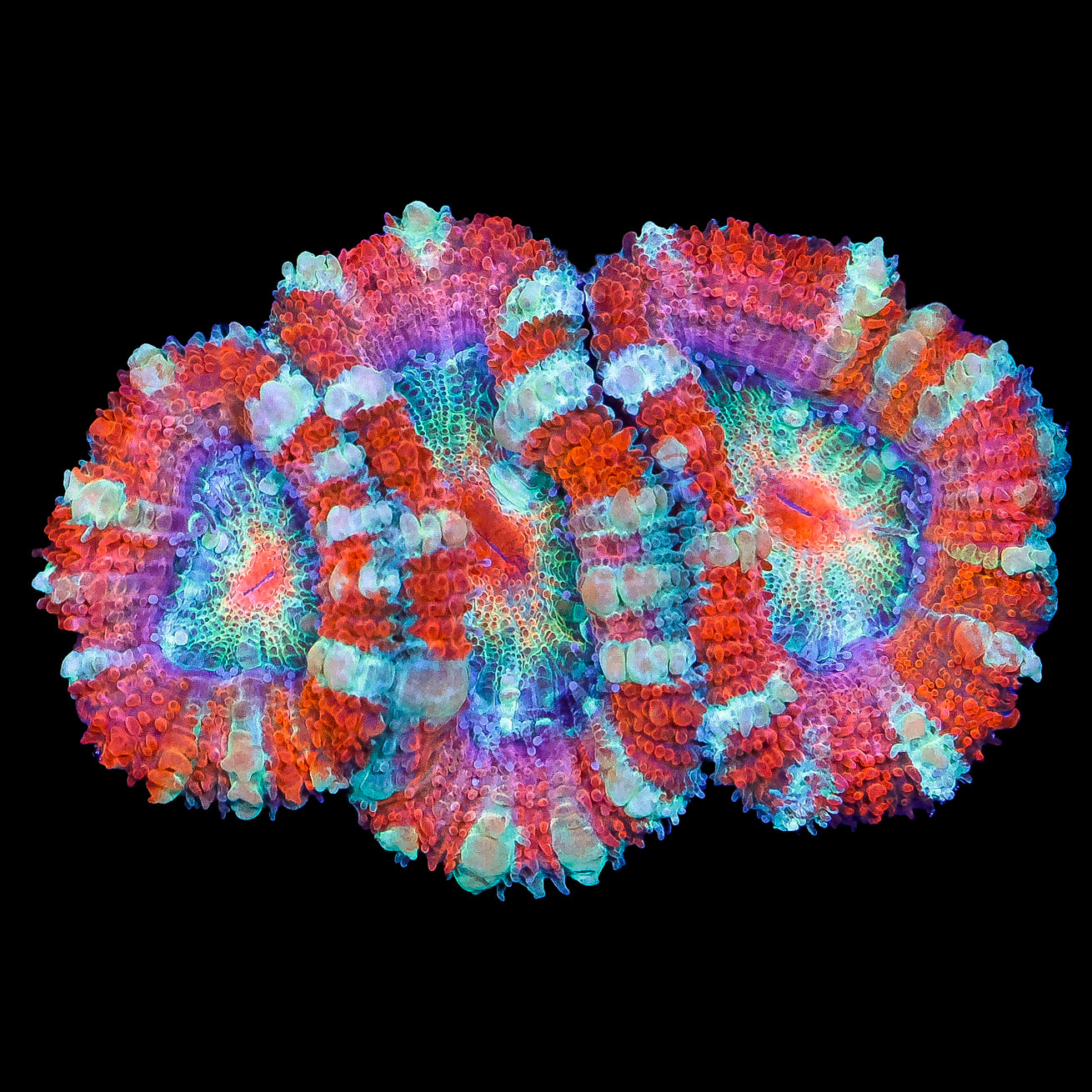 Ultra Rainbow Acan Coral
