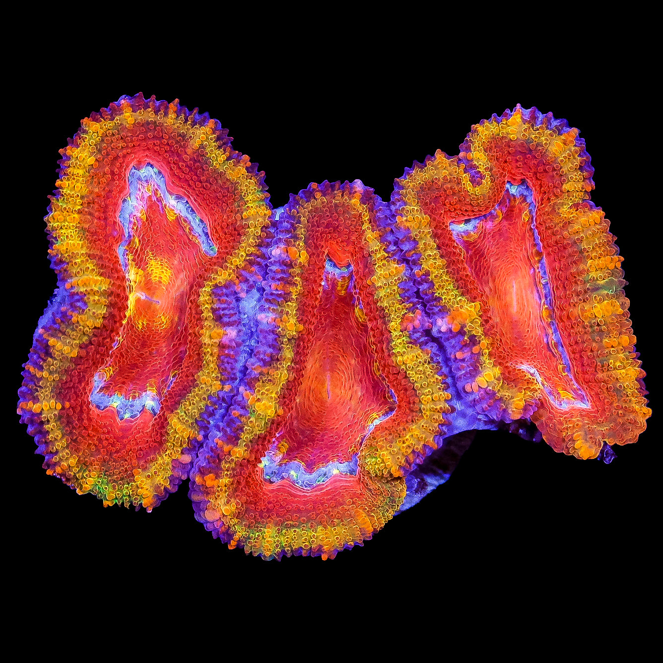 Ultra Rainbow Acan Coral
