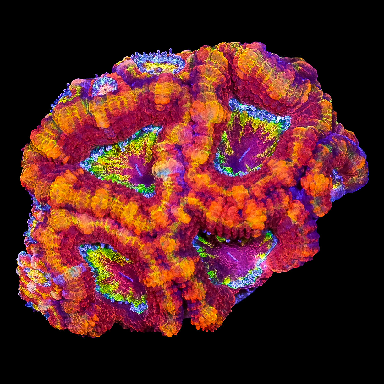 Ultra Rainbow Acan Coral