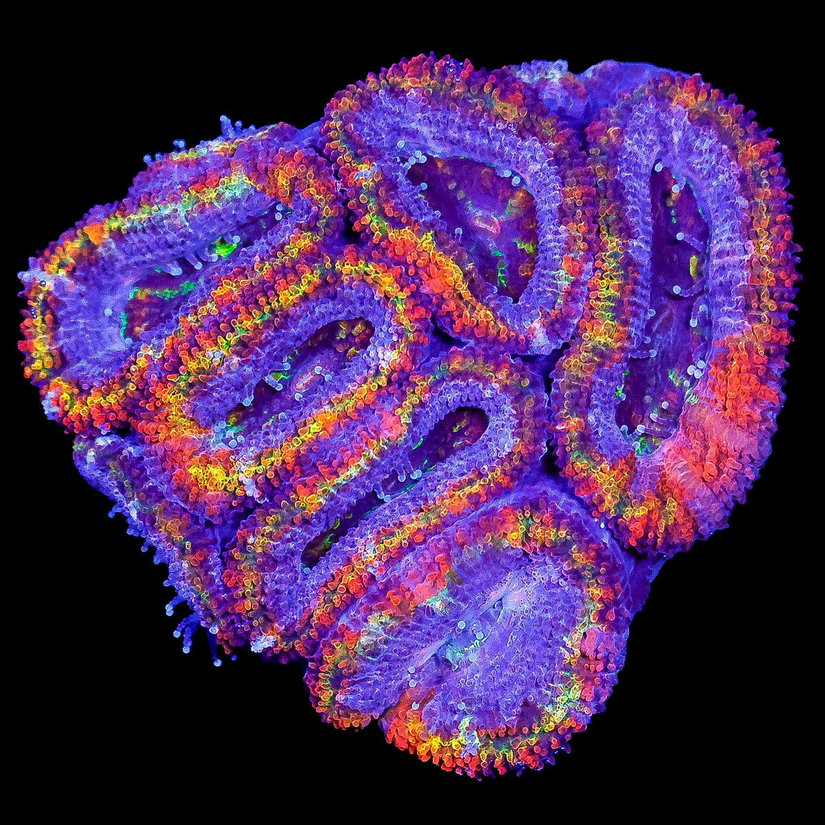 Ultra Rainbow Acan Coral