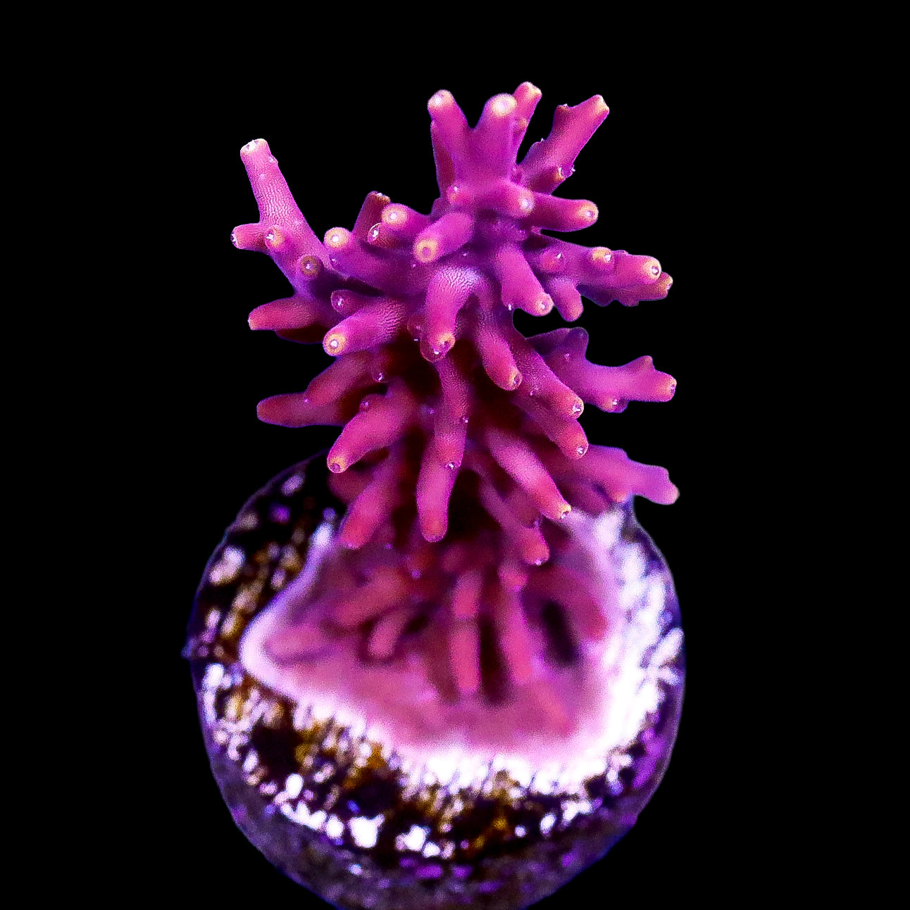 Little Red Ferrari Acropora Coral