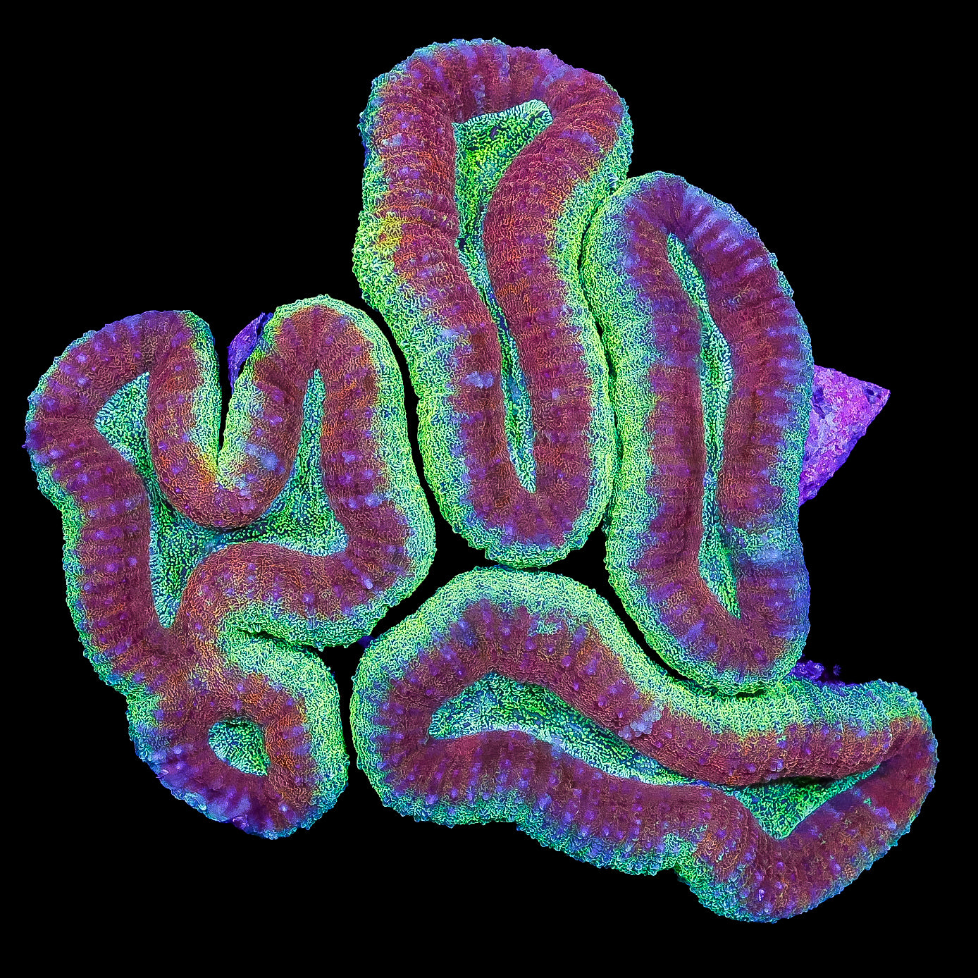 Ultra Aussie Lobophyllia Coral