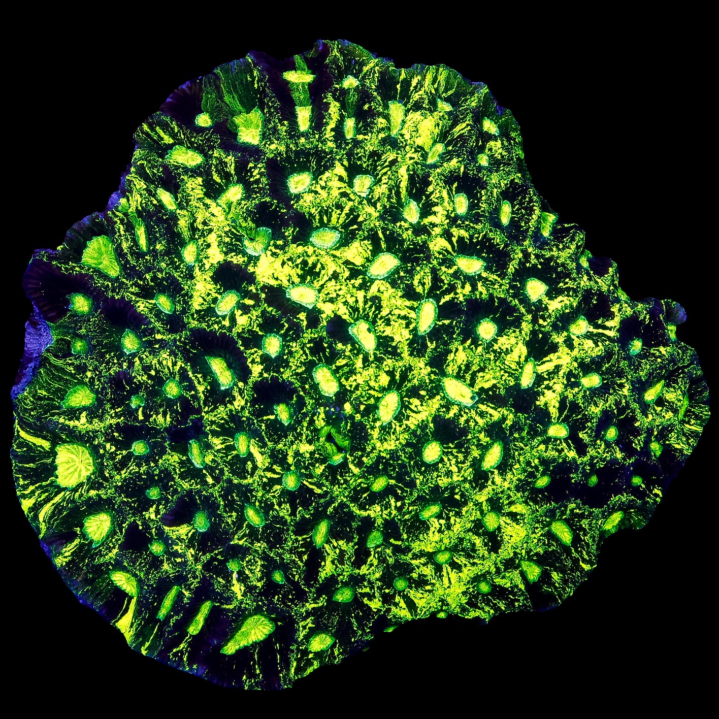Toxic Splatter Goniostrea Coral Colony