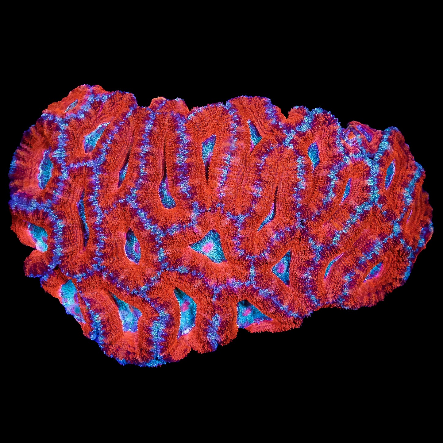 Blue Eye Acan Coral Colony