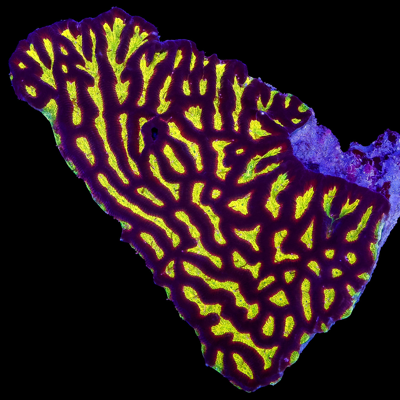 Yellow Flame Platygyra Coral Colony
