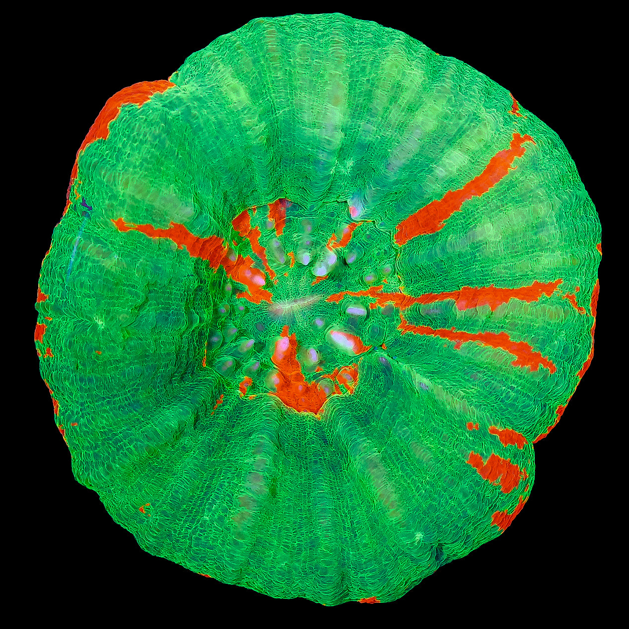 Bleeding Apple Scolymia Coral