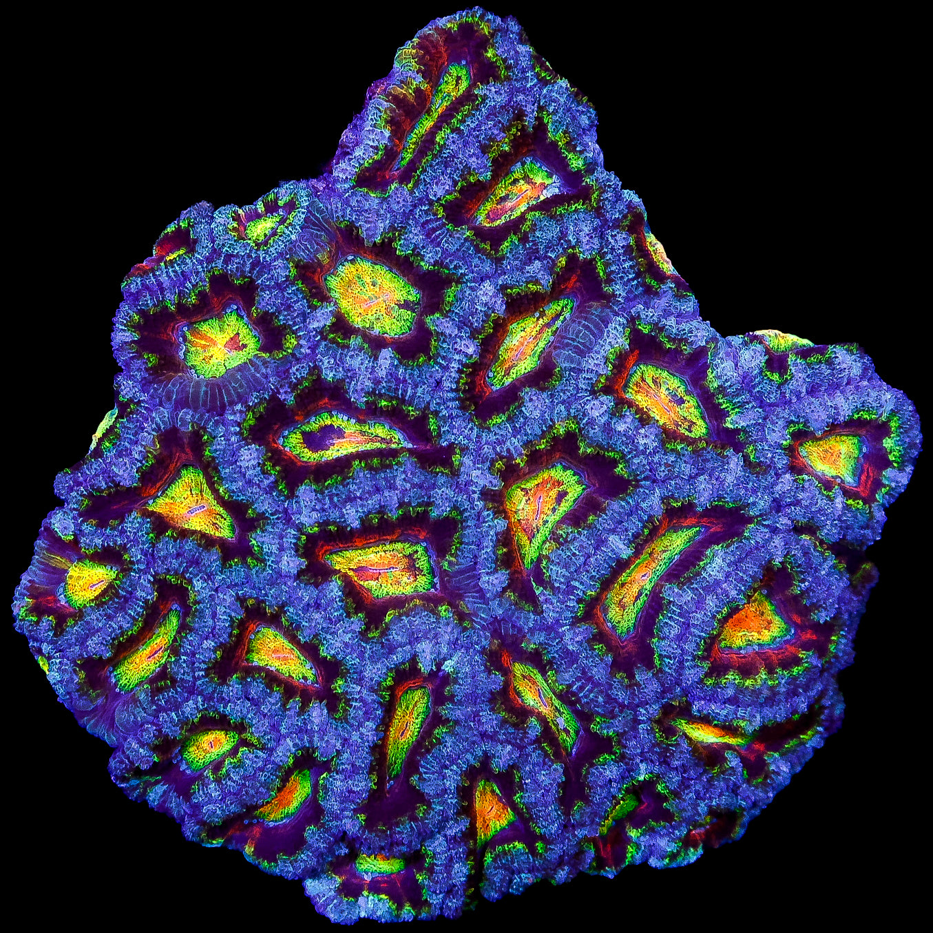 Ultra Raimbiw Acan Lord Coral Colony
