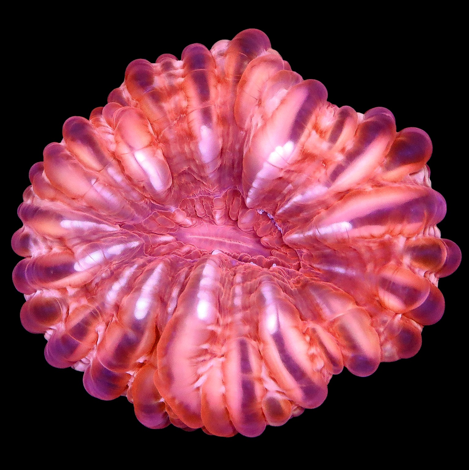 Ultra Red Aussie Cynarina Coral