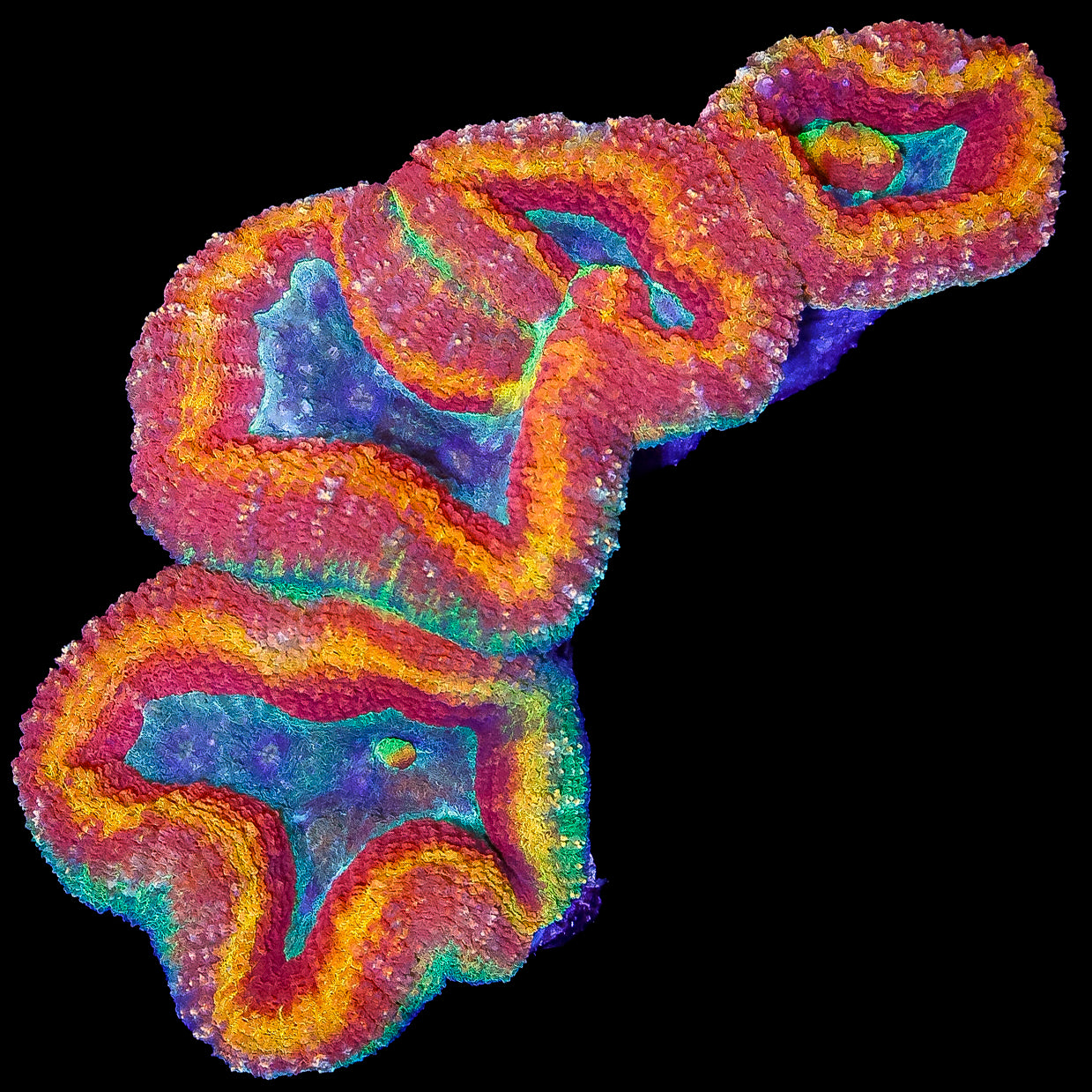 Rim of Fire Aussie Lobophyllia Coral Colony