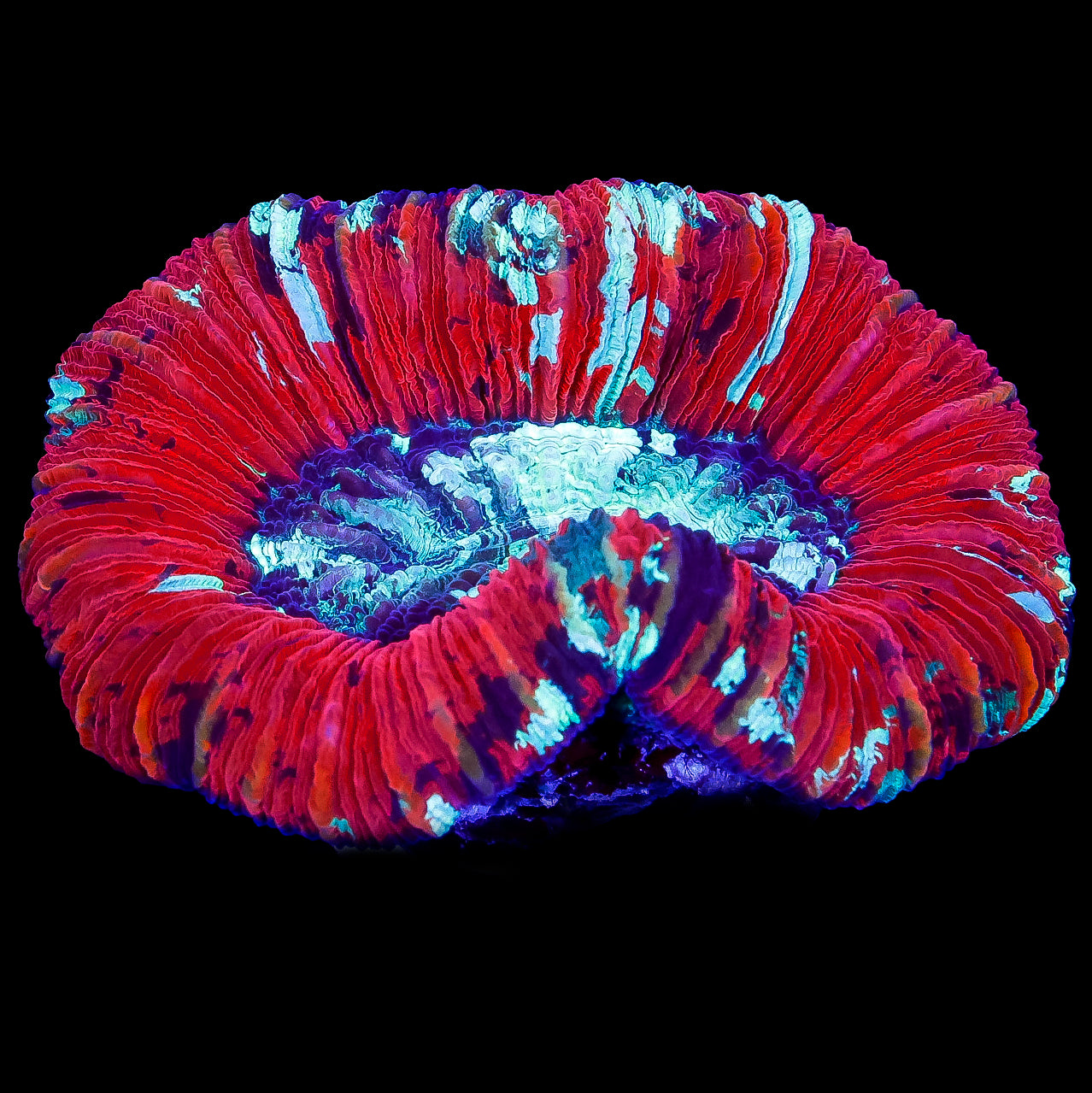 Ultra Red Trachyphyllia Coral
