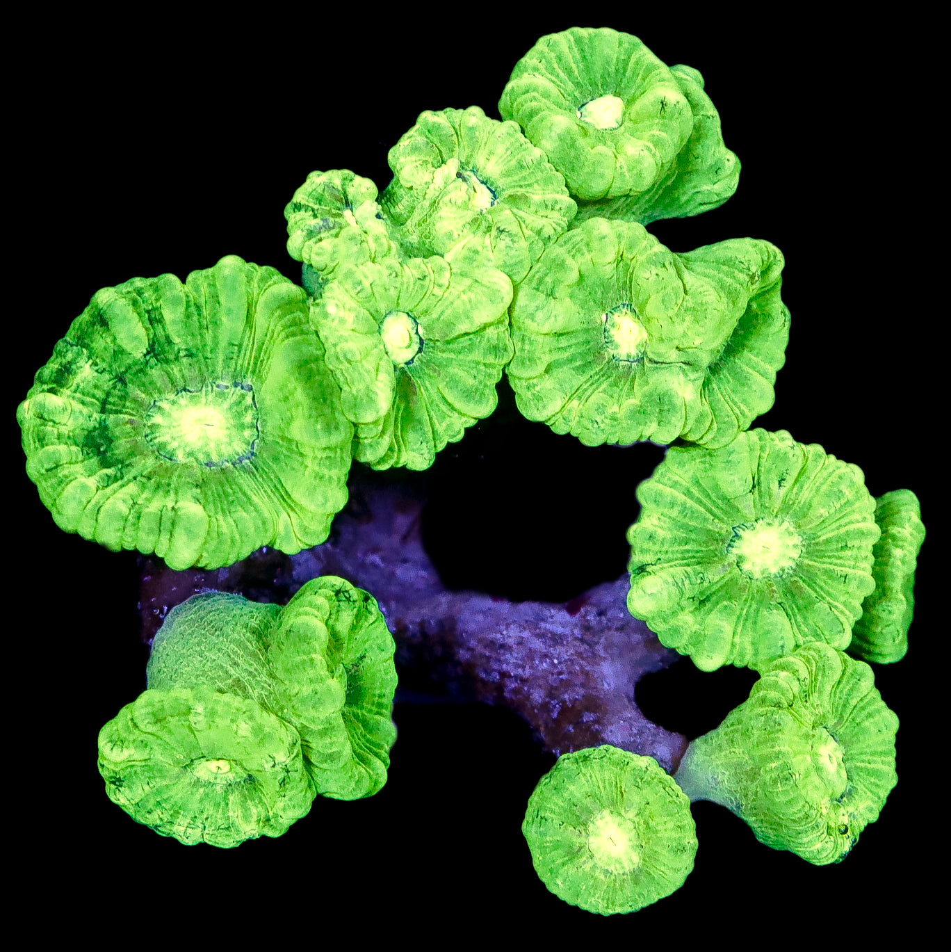 Kryptonite Candy Cane Coral Colony