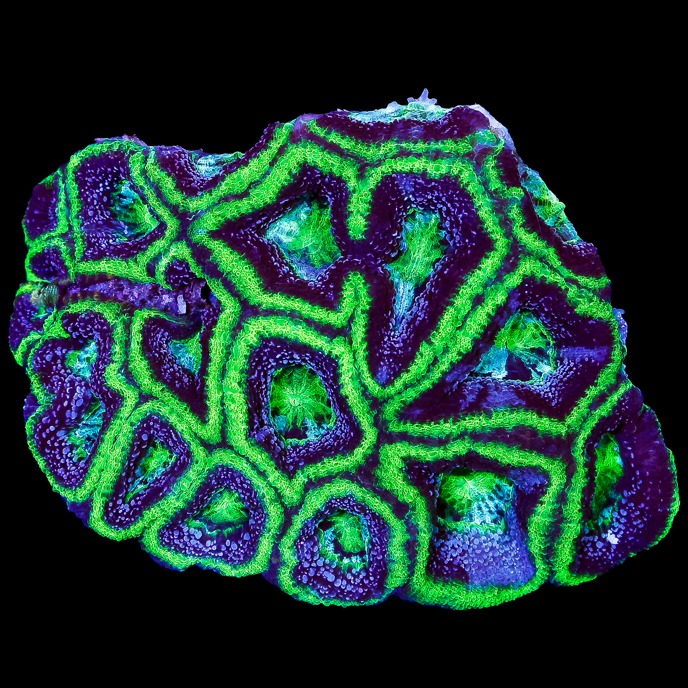 Joker Bowerbanki Coral Colony